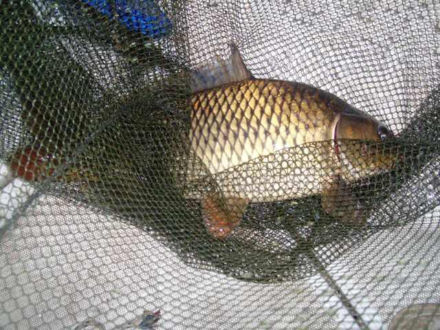 delta rosu 2010 - sany0779.JPG